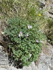 Paraquilegia microphylla