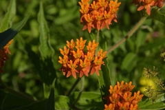 Asclepias tuberosa interior
