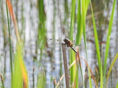 Libellula quadrimaculata