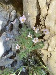 Paraquilegia microphylla