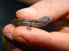Oligosoma aeneum