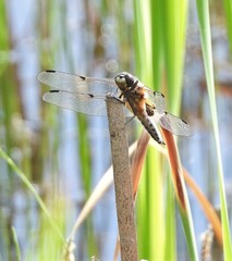 Libellula quadrimaculata
