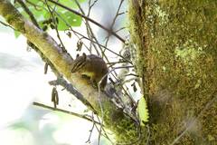 Neotamias ochrogenys
