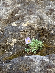 Paraquilegia microphylla