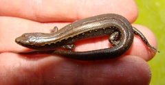 Oligosoma aeneum