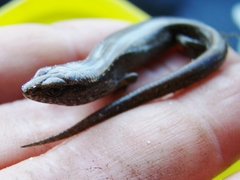 Oligosoma aeneum
