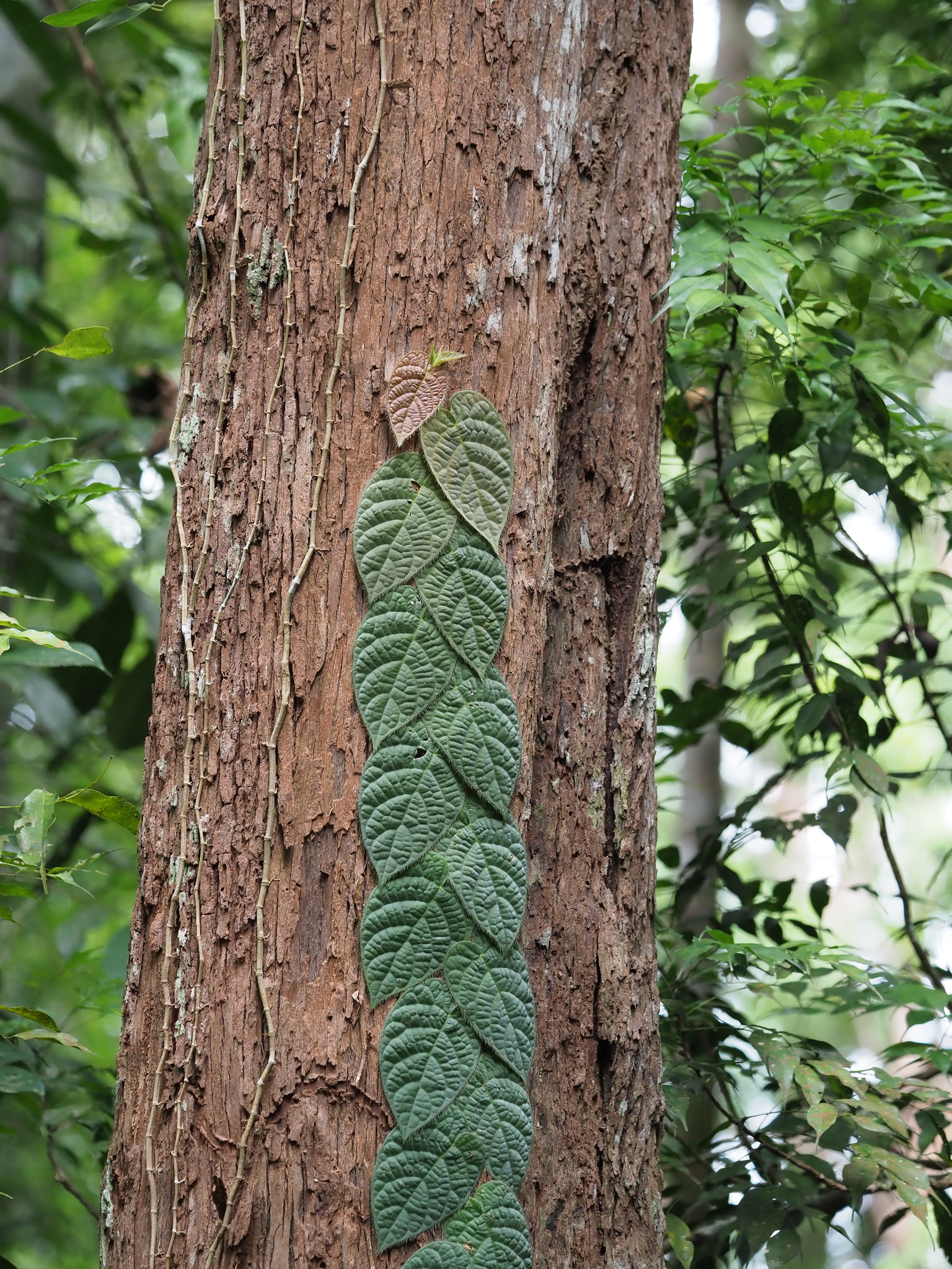 Ficus villosa