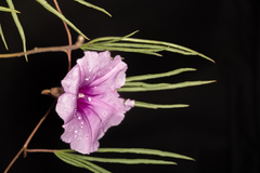 Ipomoea bolusiana