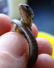 Oligosoma aeneum