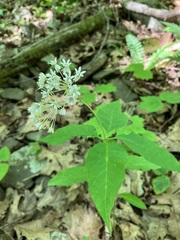Asclepias quadrifolia