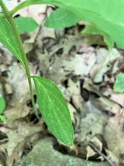 Asclepias quadrifolia