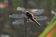 Libellula quadrimaculata