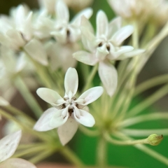 Asclepias quadrifolia