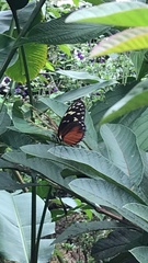 Heliconius hecale