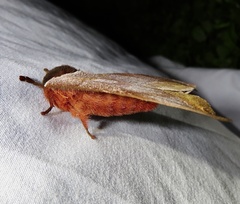 Automeris bilinea