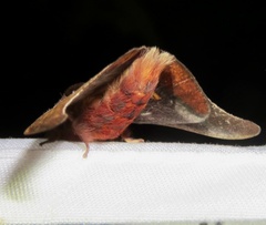 Automeris bilinea