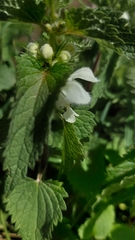 Lamium album