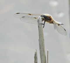 Libellula quadrimaculata