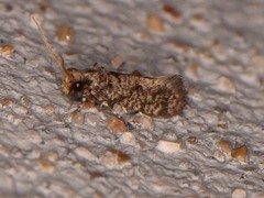 Amydria margoriella