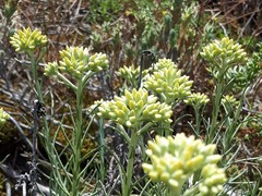 Helichrysum italicum