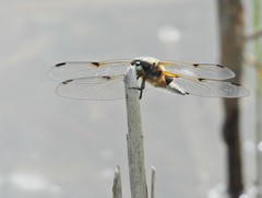 Libellula quadrimaculata