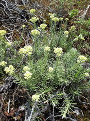 Helichrysum italicum