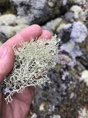Cladonia amaurocraea