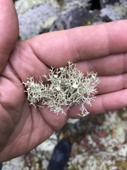 Cladonia amaurocraea