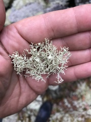 Cladonia amaurocraea