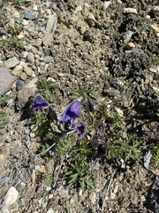 Pulsatilla ambigua