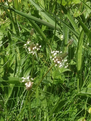 Plantago lanceolata image