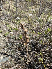 Saussurea baicalensis