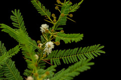 Image of Acacia arenaria