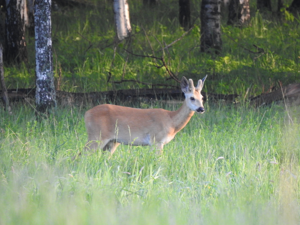 Eastern Roe Deer from Beloyarskiy rayon, Sverdlovsk, Russia on June 11 ...