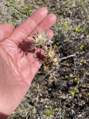 Saussurea baicalensis