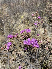 Rhododendron parvifolium