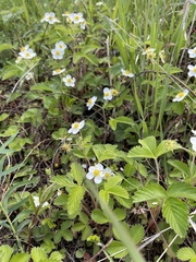 Fragaria orientalis