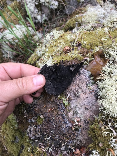 Umbilicaria muhlenbergii image