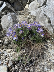 Paraquilegia microphylla