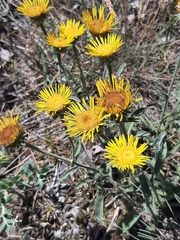 Pentanema montanum