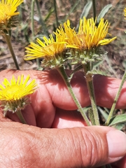 Pentanema montanum