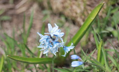 Puschkinia