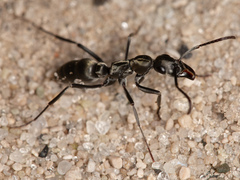 Ophthalmopone berthoudi