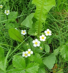 Fragaria vesca