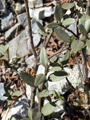 Rhododendron adamsii