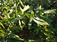 Muehlenbeckia sagittifolia