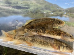 Catostomus columbianus