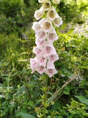 Digitalis purpurea