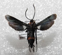 Sannina uroceriformis