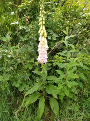 Digitalis purpurea